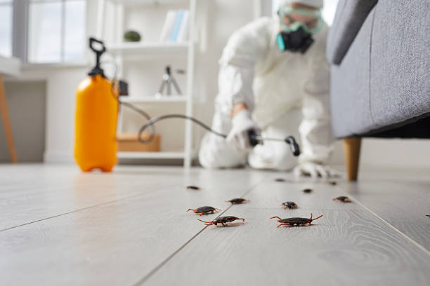 Trusted Termite Control service in San Anselmo, CA - Nex Pest Control